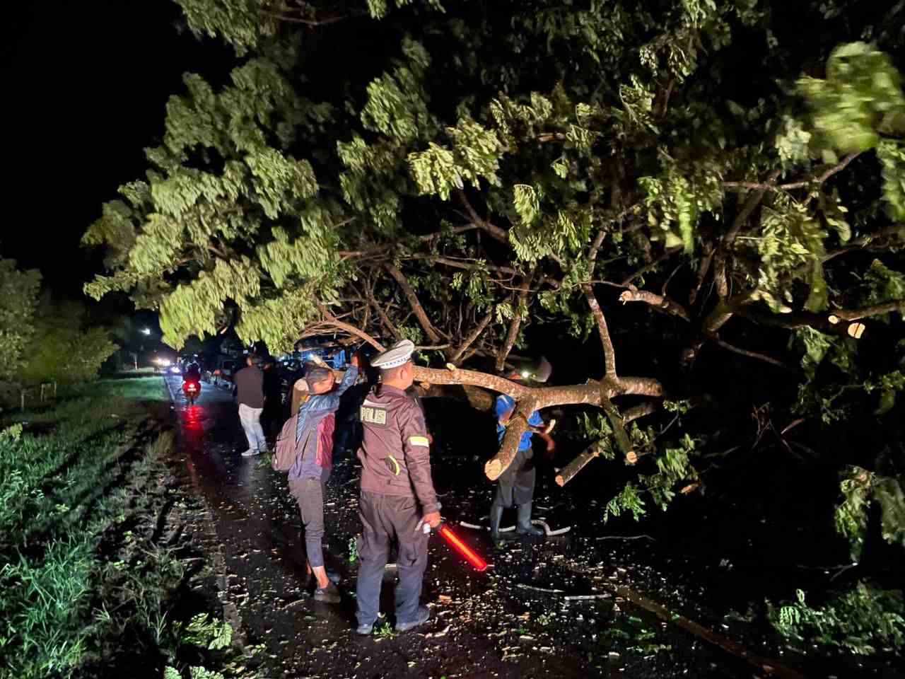 Gerak Cepat Satlantas Polres Batola Evakuasi Pohon Tumbang di Mandastana, Lalin Kembali Normal