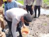 Polsek Tabunganen Polres Batola Tanam Jagung Bisi-79 di Lahan 1 Hektare, Dukung Swasembada Pangan Nasional