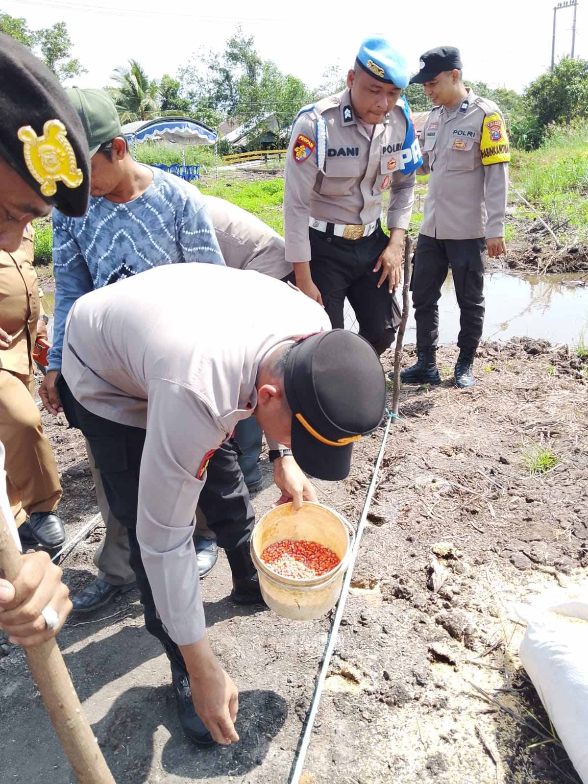 Polsek Tabunganen Polres Batola Tanam Jagung Bisi-79 di Lahan 1 Hektare, Dukung Swasembada Pangan Nasional