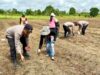 Polsek Kuripan Polres Batola Tanam Jagung 3 Hektare di Batola, Dukung Ketahanan Pangan dan Pakan Ternak