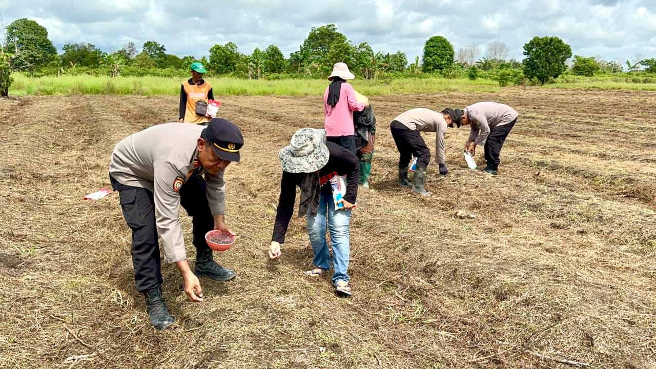 Polsek Kuripan Polres Batola Tanam Jagung 3 Hektare di Batola, Dukung Ketahanan Pangan dan Pakan Ternak
